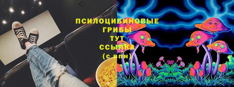 площадка состав  Покровск  Галлюциногенные грибы Psilocybe 